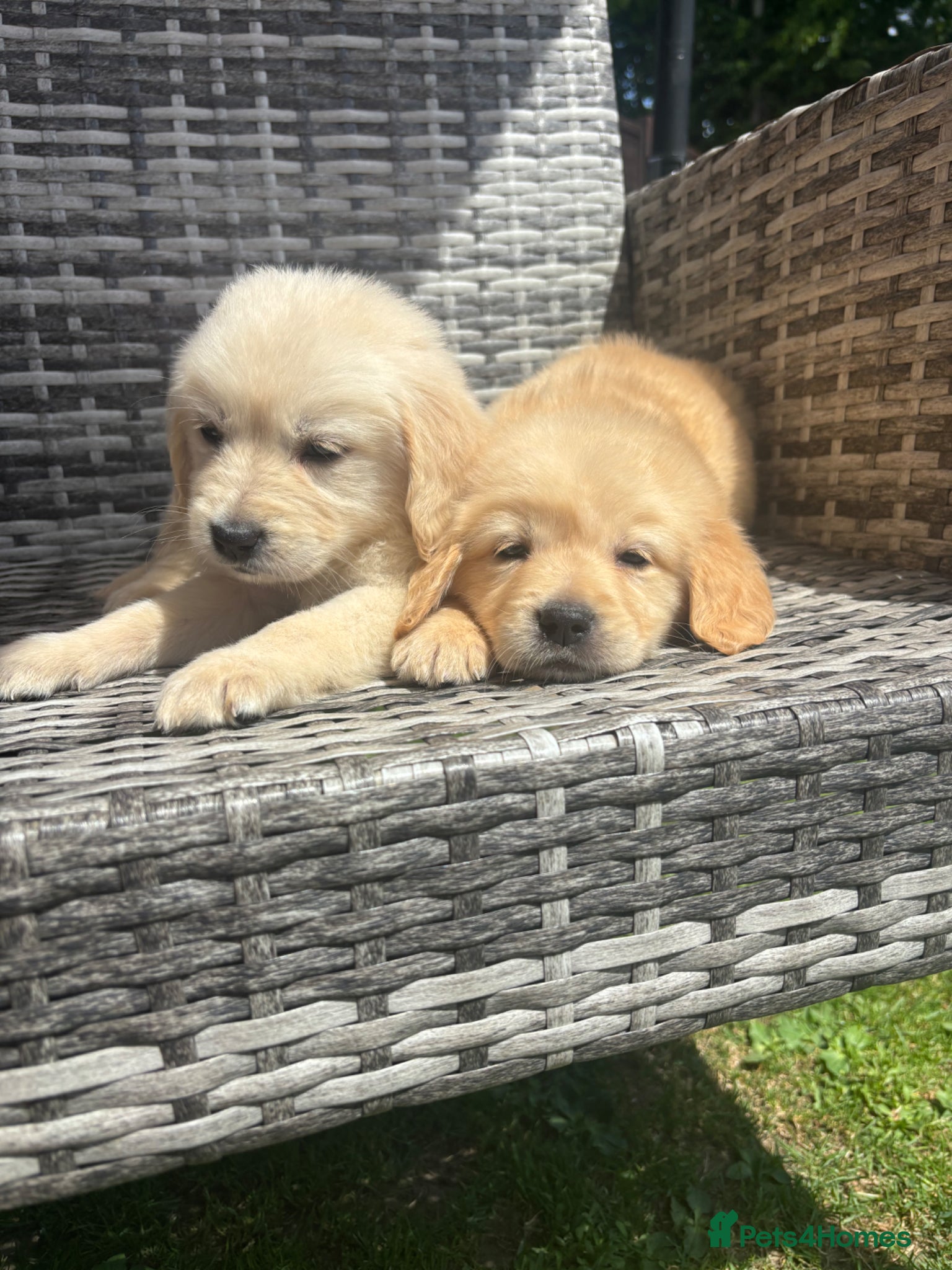 Golden Retriever dogs Golden retriever puppy’s  - Advert 1