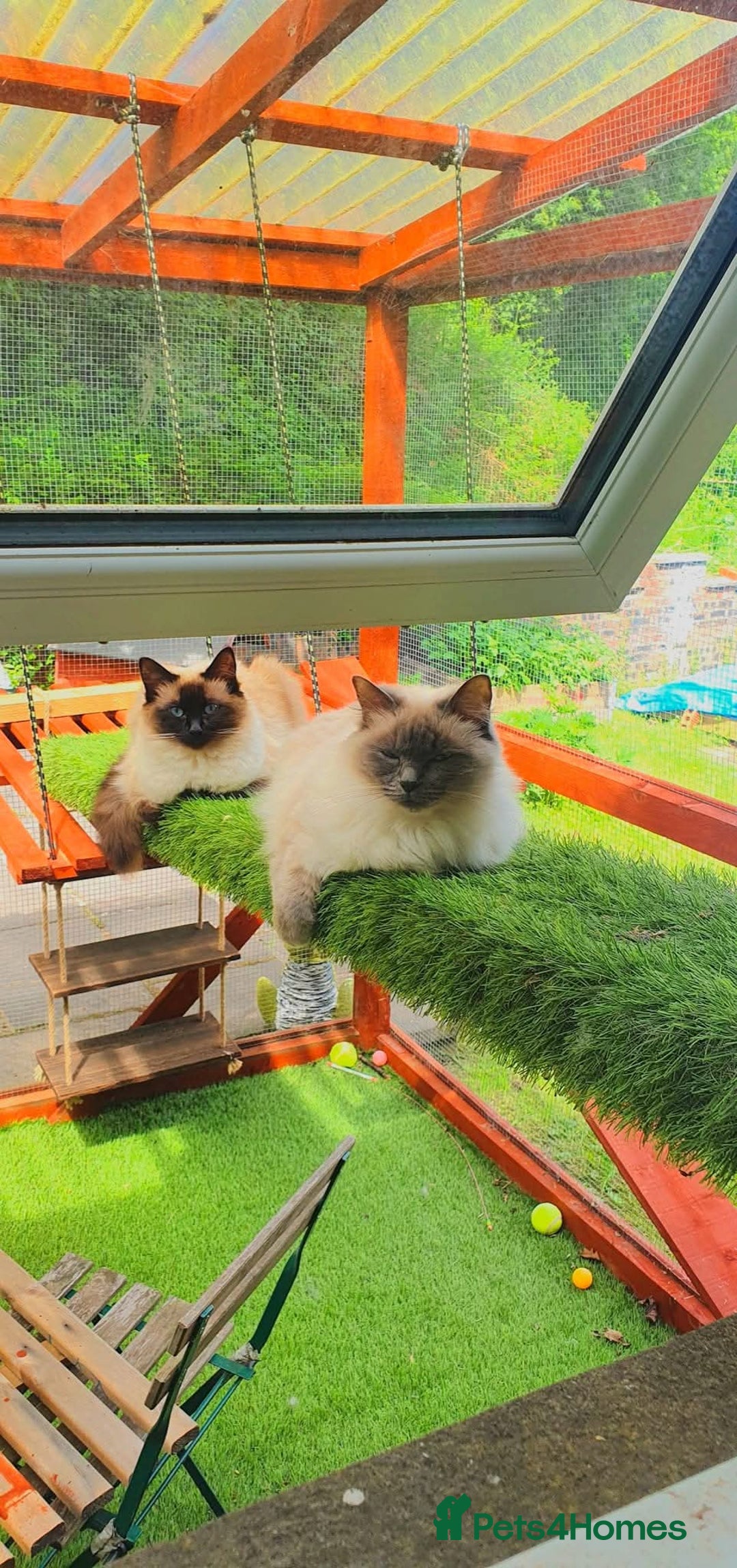 Ragdoll cats for sale: Neutered Adult Seal Point Ragdoll GCCF - Image 6
