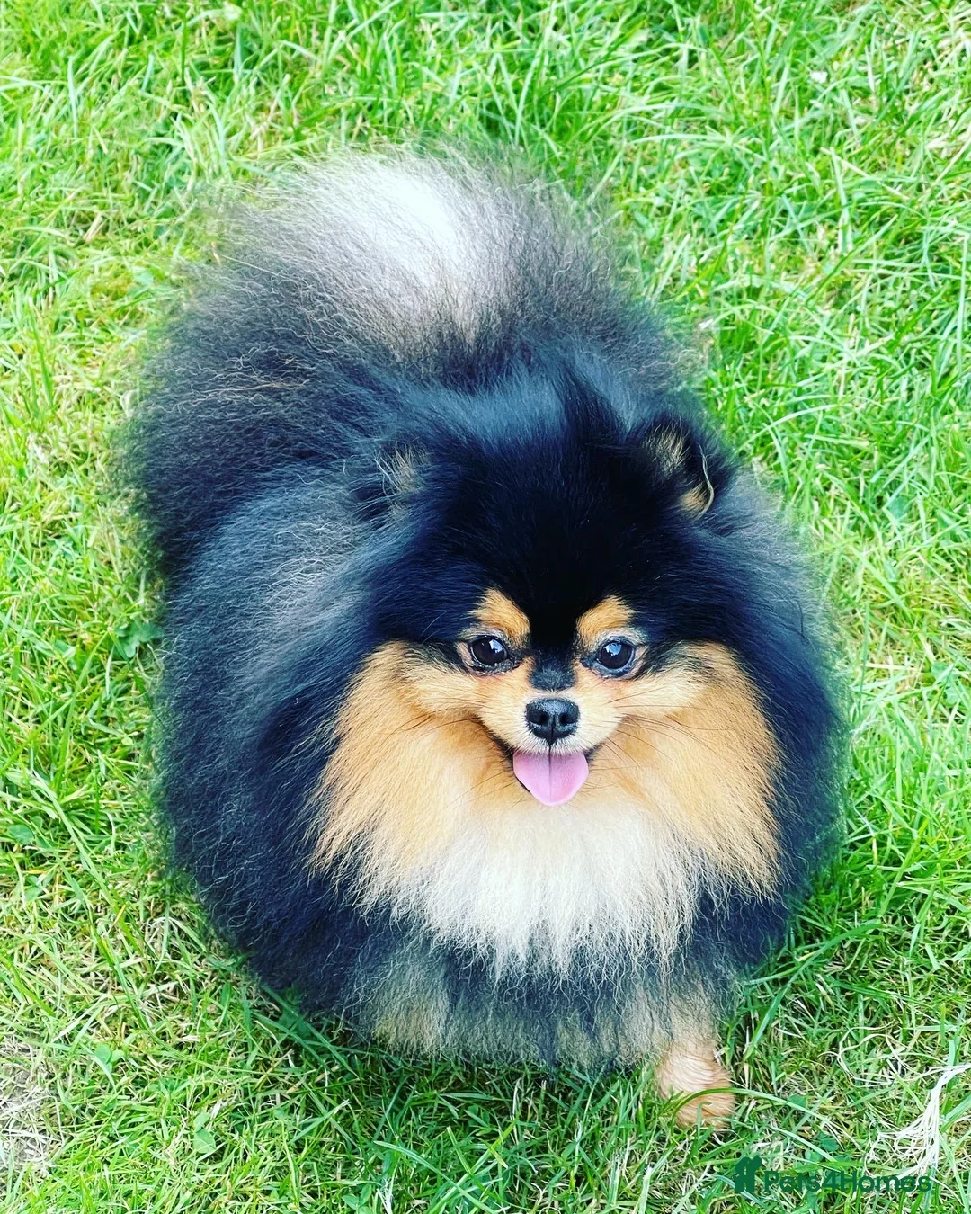 Pomeranian dogs for stud: STUNNING FENDI OPEN AT STUD 🏆CHAMPION SIRED🏆 in Grays - Advert 19