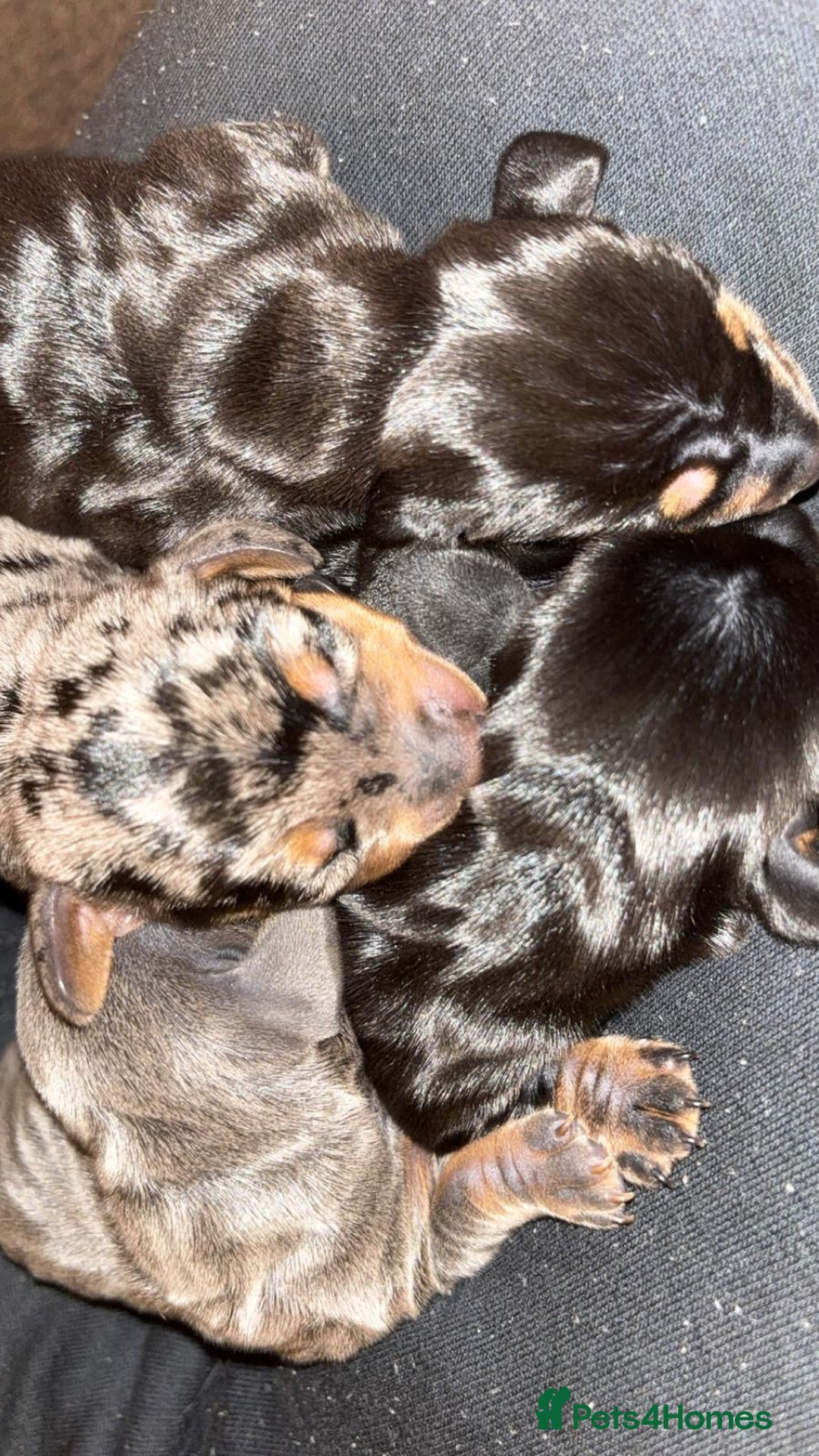 Miniature Dachshund dogs for sale: Outstanding Quality True miniature dachshunds - Advert 10