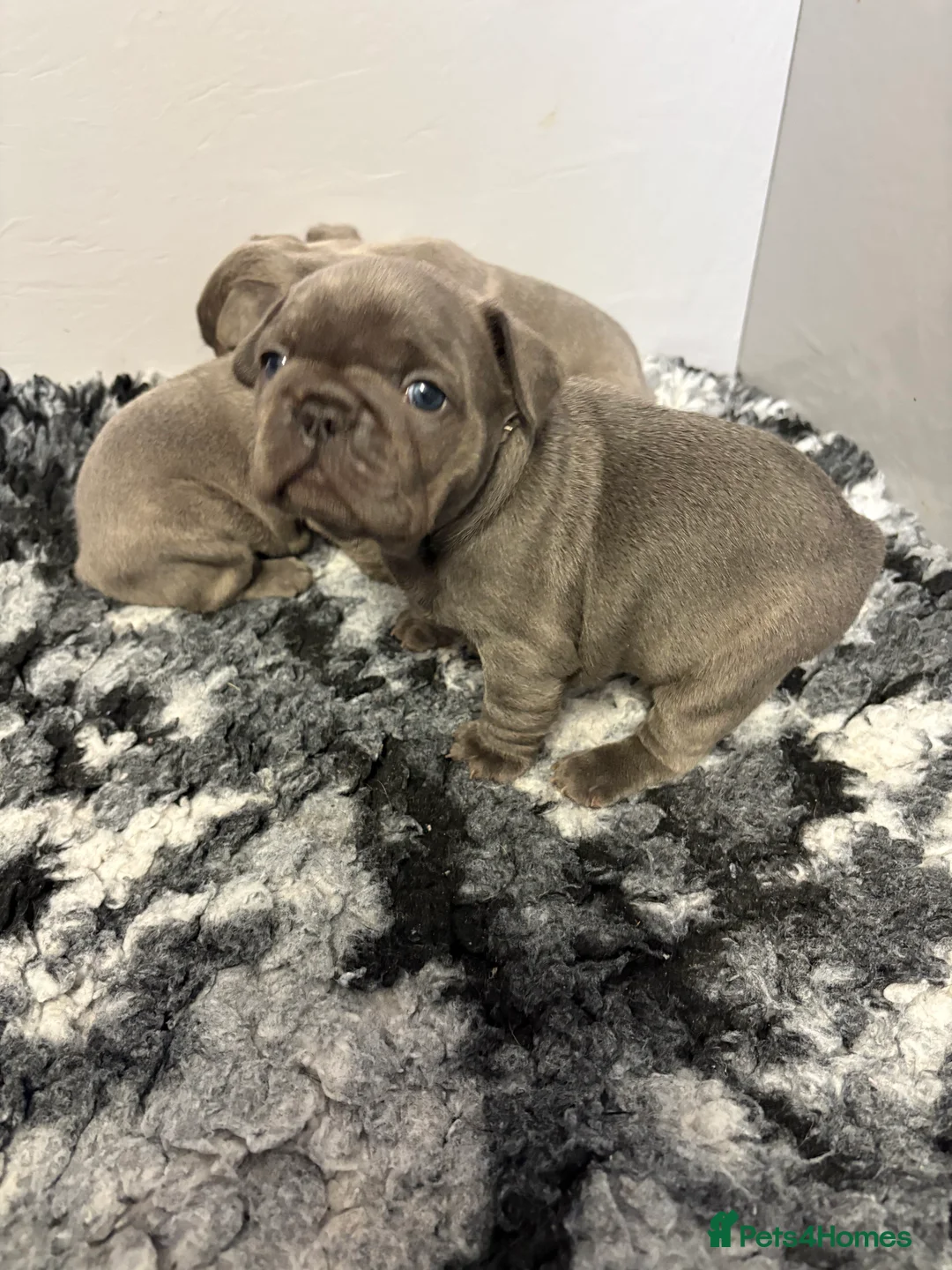 French Bulldog dogs for sale: Quality healthy french bulldog males - Advert 1
