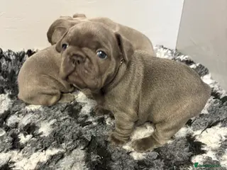 French Bulldog dogs Quality healthy french bulldog males - Advert 3