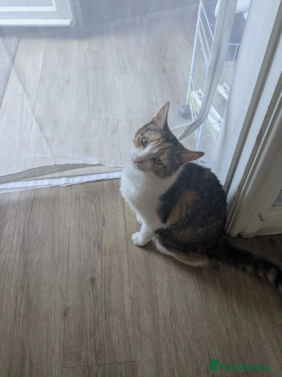 British Shorthair cats for sale: Kittens  in Wisbech - Advert 4