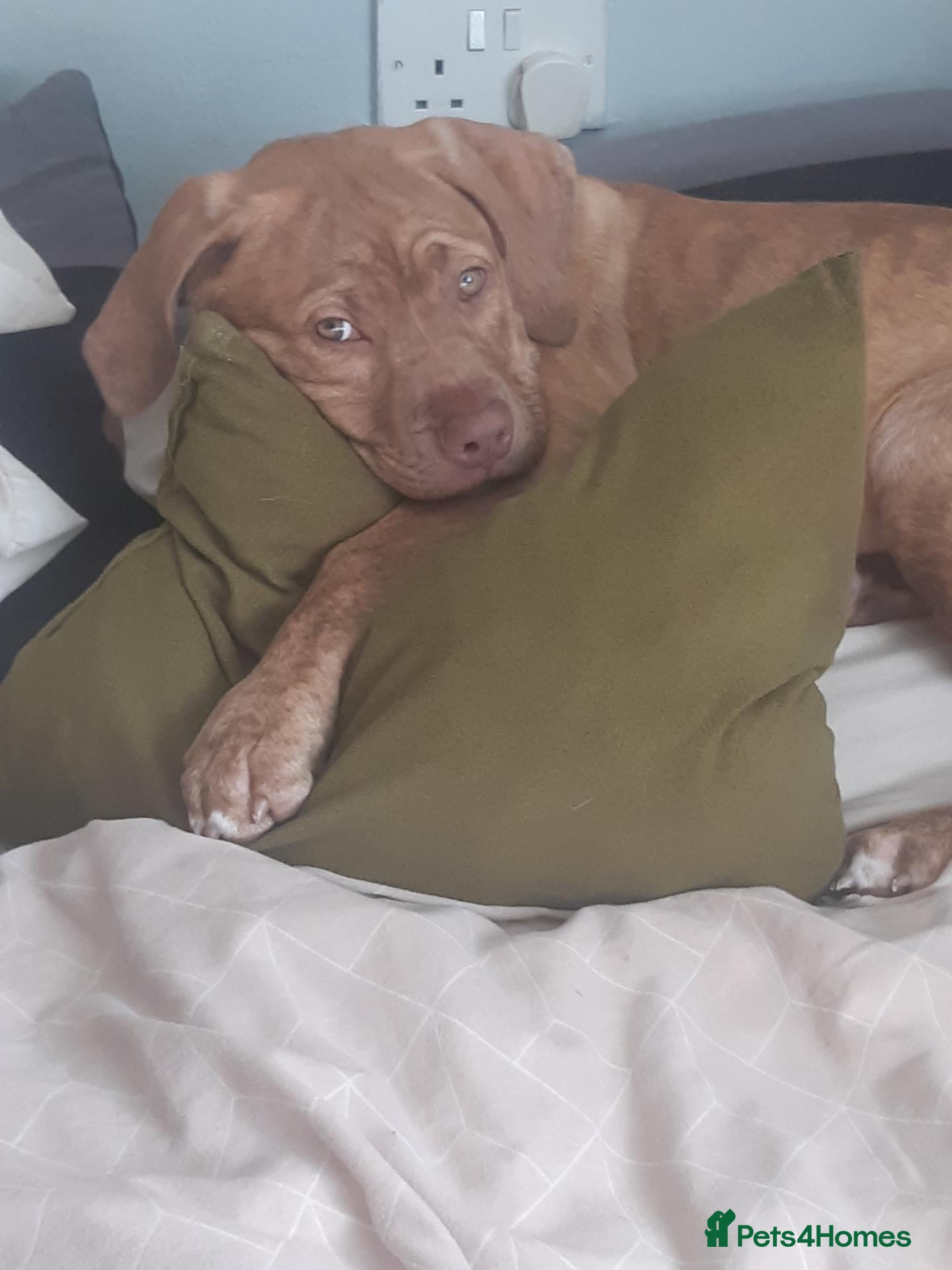 Mixed Breed dogs Ruby is wery lov puppy - Advert 18