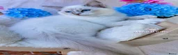 Ragdoll cats for sale: ⭐️AWARD WINNING GCCF CATTERY RAGDOLL KITTENS⭐️ - Advert 2