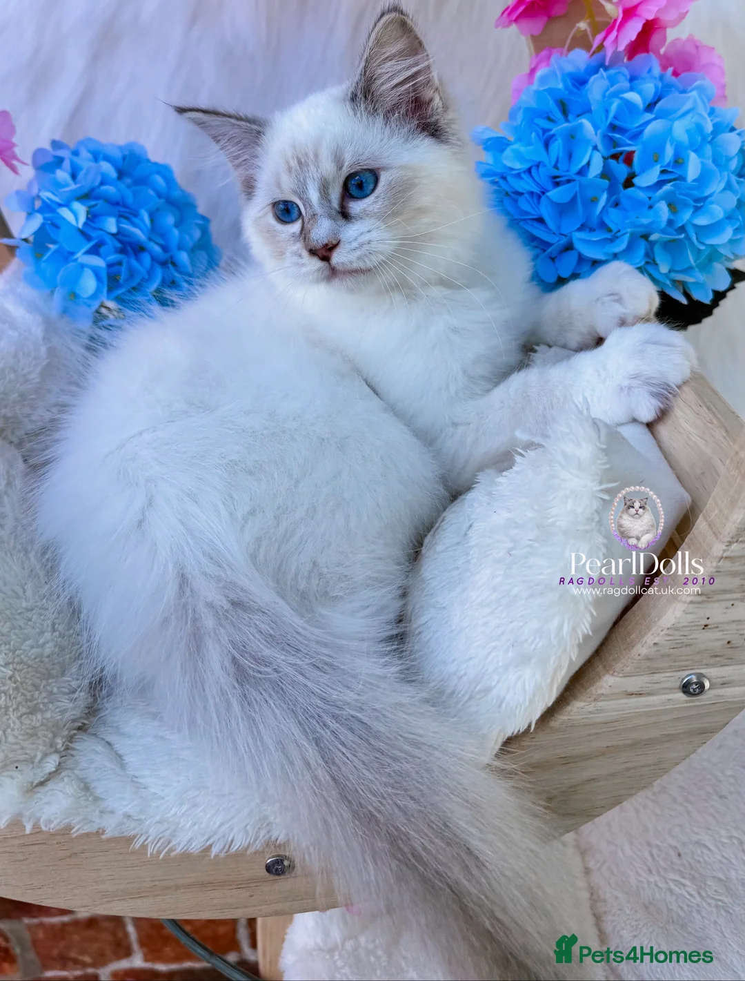 Ragdoll cats for sale: ⭐️AWARD WINNING GCCF CATTERY RAGDOLL KITTENS⭐️ - Advert 2