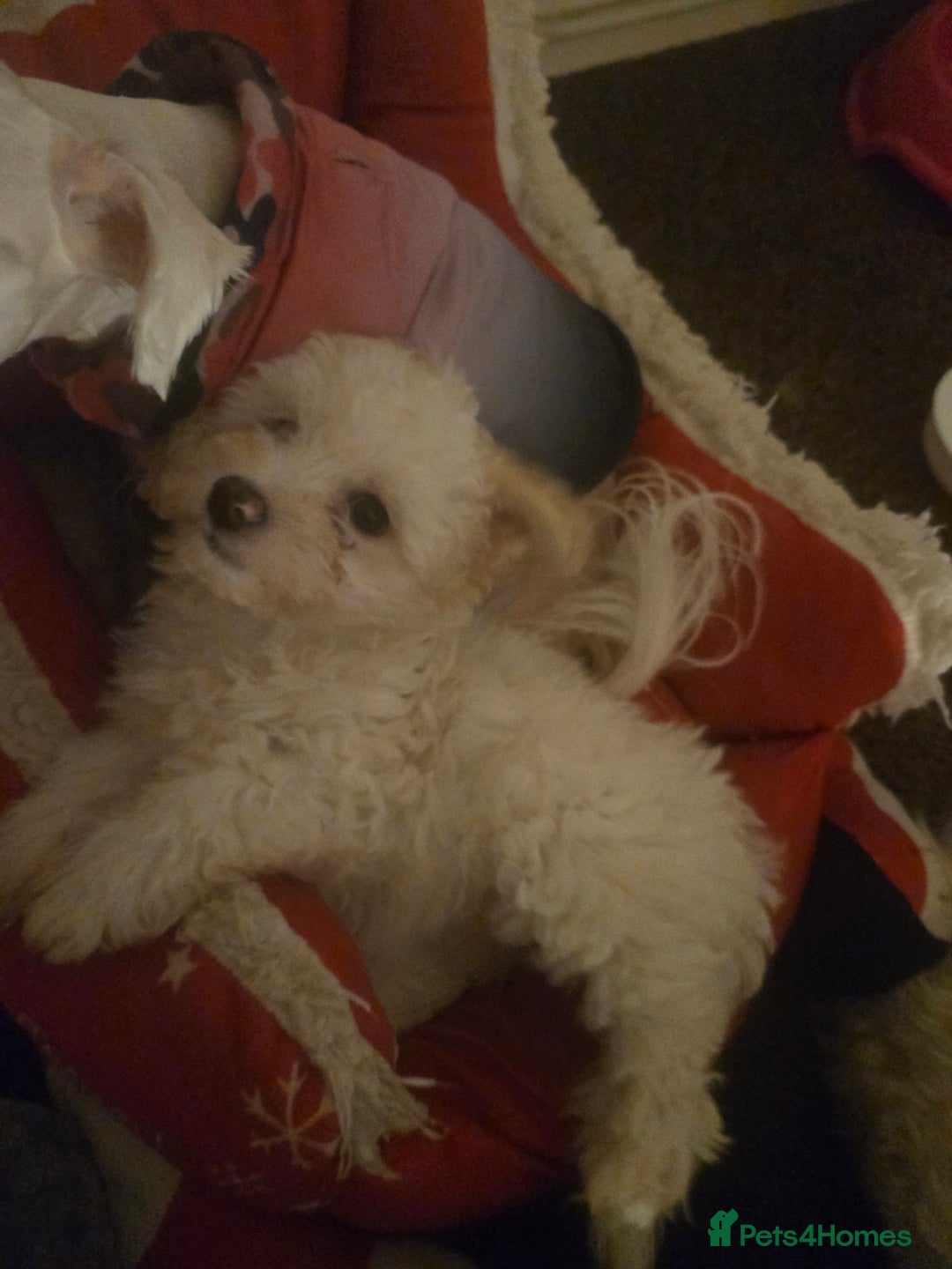 Maltese dogs for sale: Beautiful Maltese Puppy – Child & Cat Friendly - Advert 4