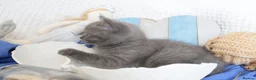 British Shorthair cats for sale: Beautiful female British Shorthair  - Advert 6