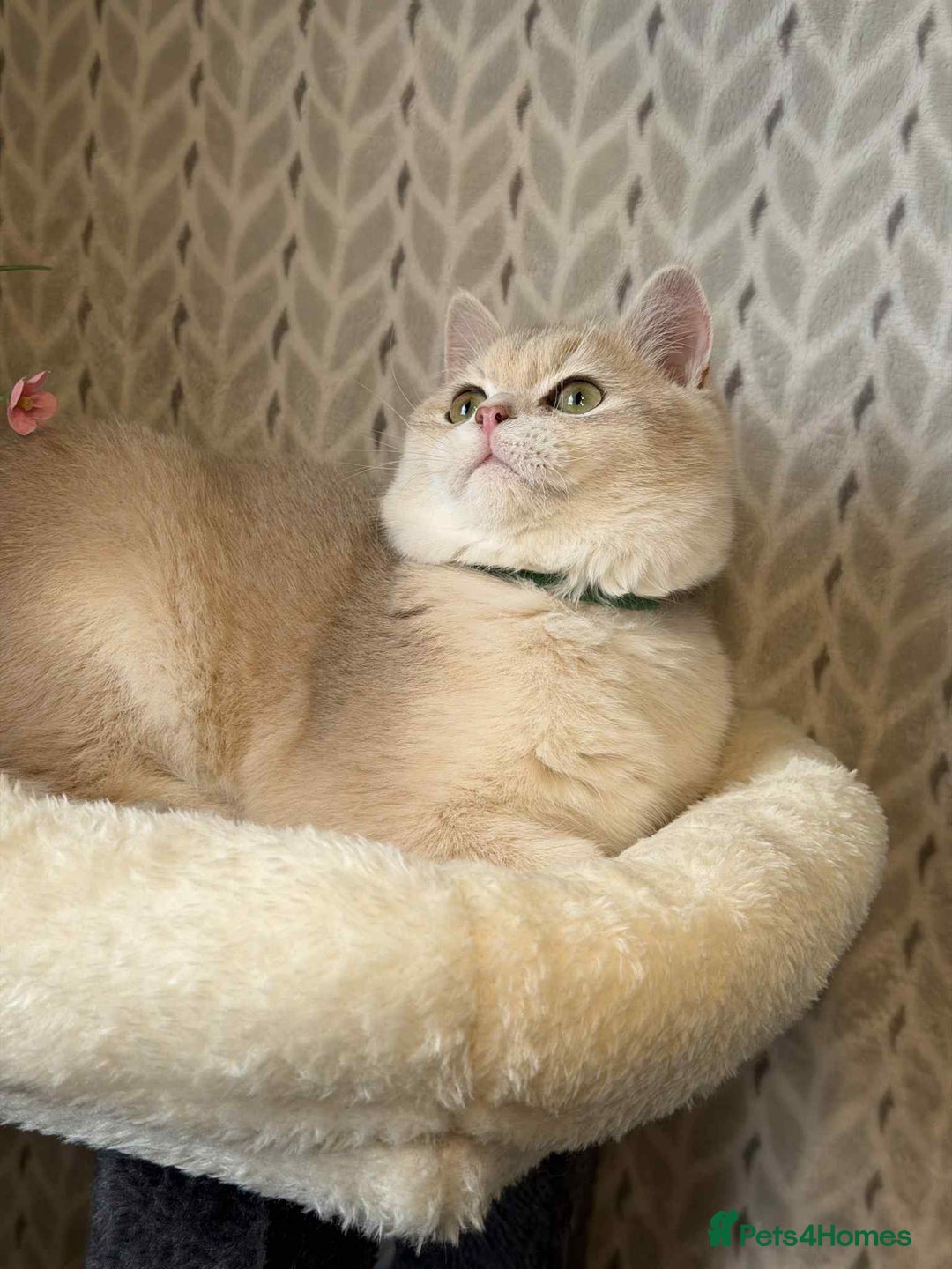 British Shorthair cats for sale: ⭐️TICA chunky golden BRITISH SHORTHAIR  - Advert 3