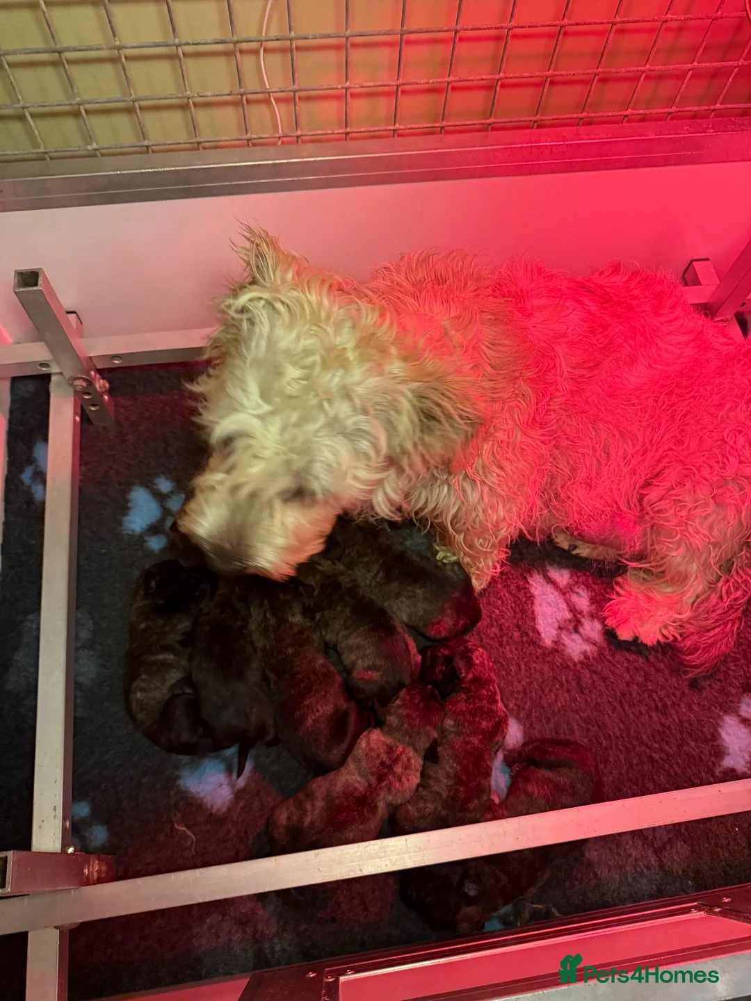 Glen of Imaal Terrier dogs for sale: Glen of Imaal Terrier Puppies - Advert 4