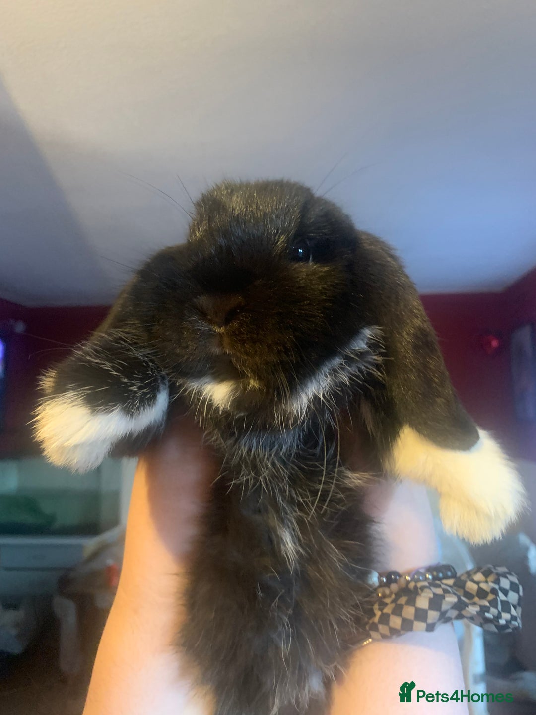 Deilenaar rabbits for sale: Super friendly male rabbit - Image 1