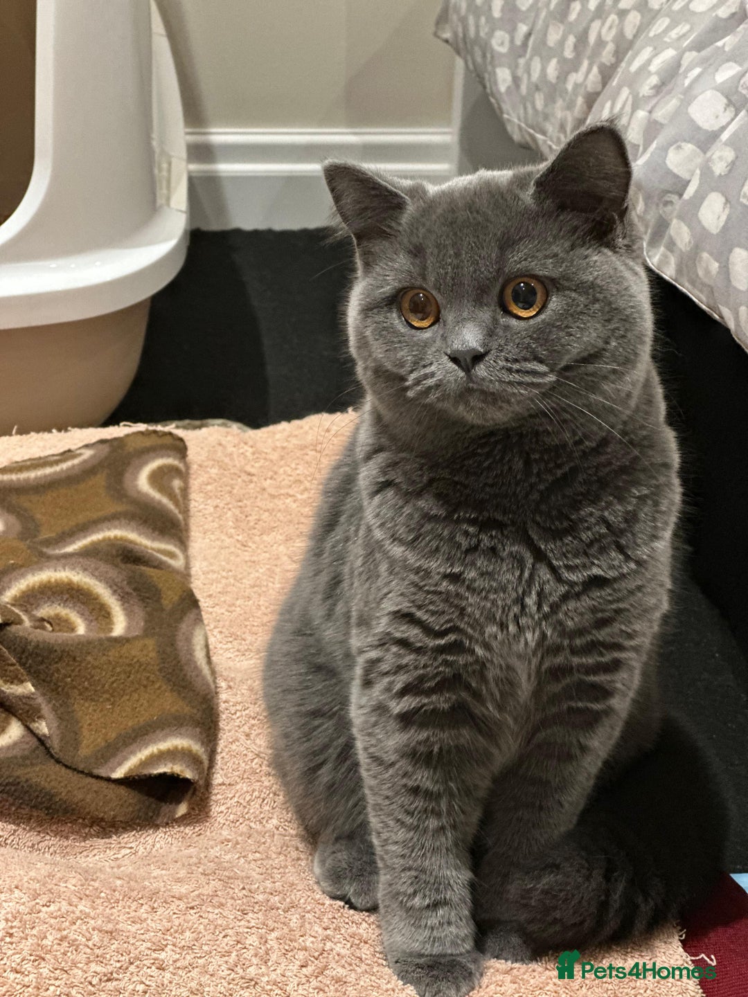 British Shorthair cats for sale: Fluffy British Shorthair Kitten  - Advert 12
