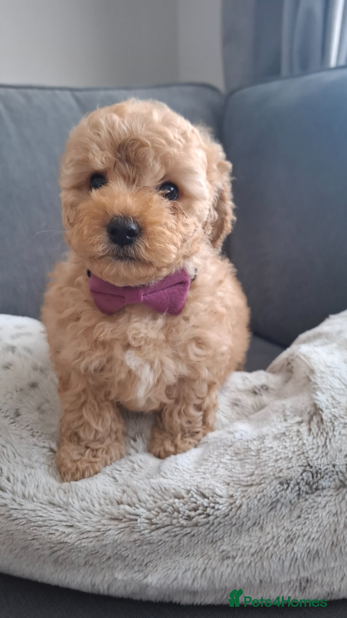 Maltipoo dogs Gorgeous maltipoo for sale - Advert 1
