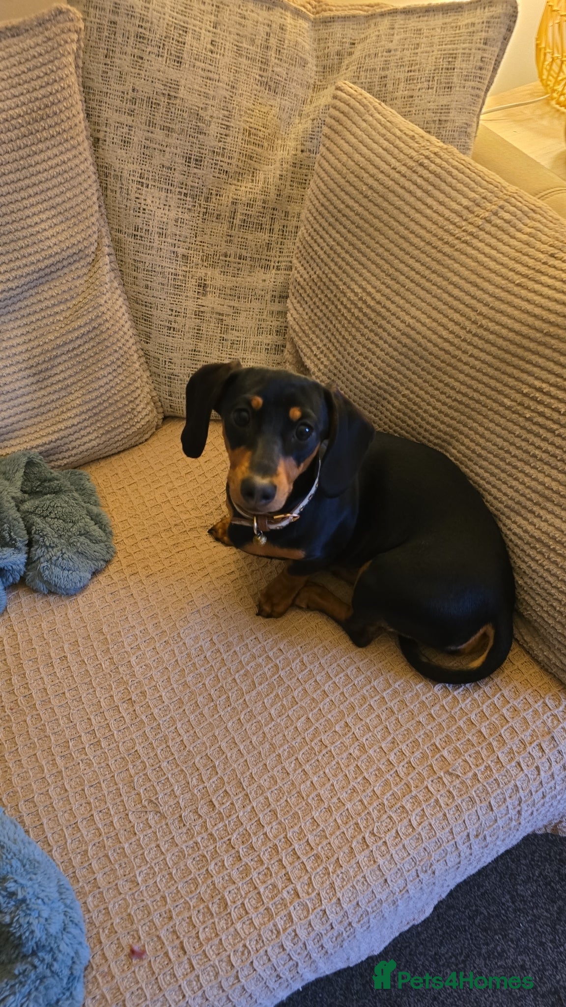 Dachshund dogs Standard Dachshund  - Advert 8