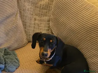 Dachshund dogs Standard Dachshund - Advert 8