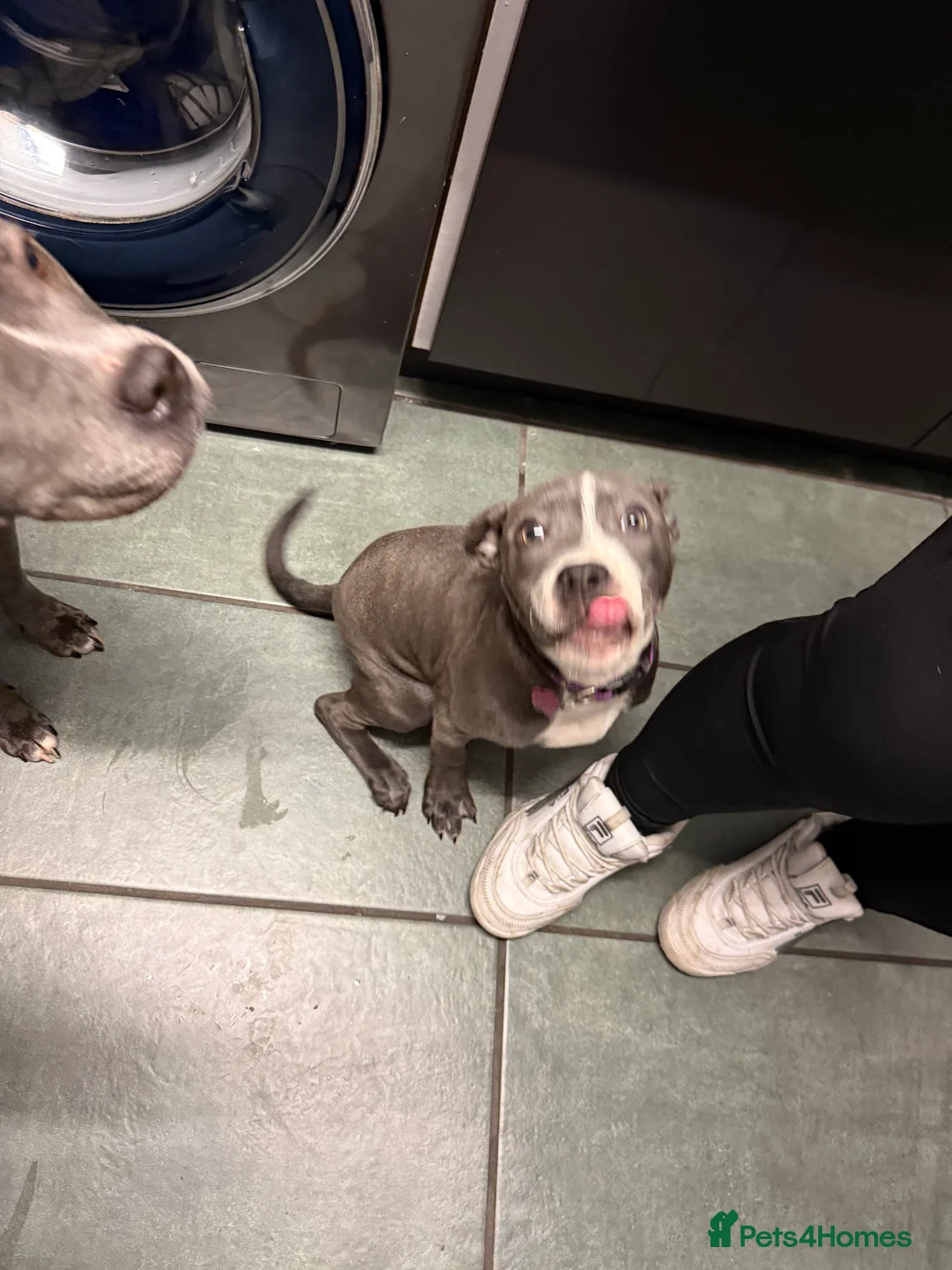 Staffordshire Bull Terrier dogs for sale: 1 female  Blue Staffordshire bull terrier staffy - Advert 6