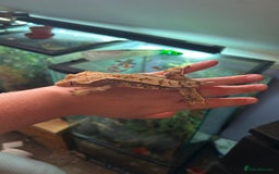 Gecko reptiles for sale: Female crested gecko with full vivarium - Image 3