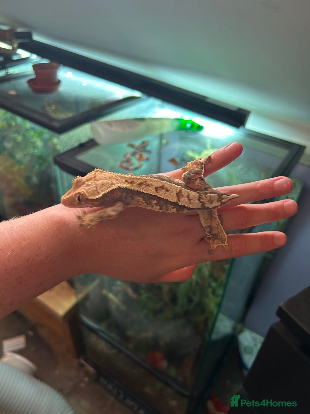 Gecko reptiles for sale: Female crested gecko with full vivarium - Image 3