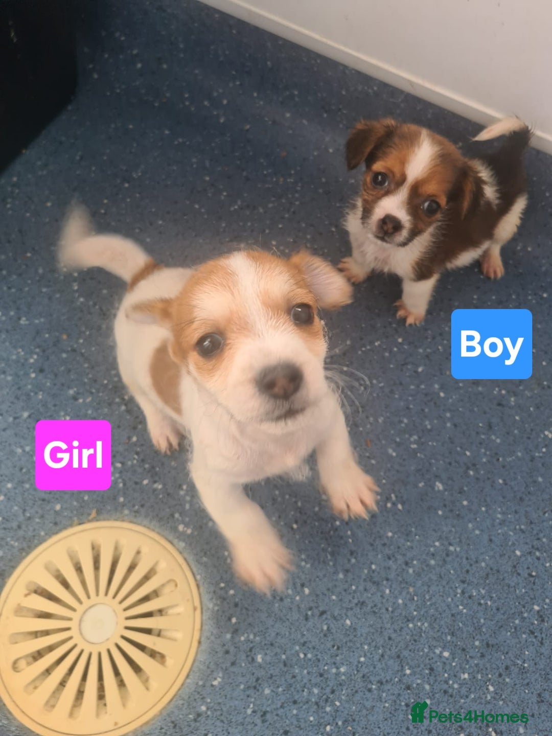 Jack Russell dogs for sale: Jack Russell Puppies | Rough coated | 2 Pups left - Image 1