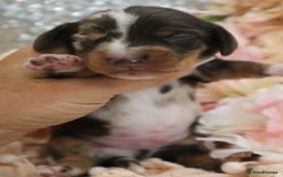 Miniature Dachshund dogs for sale: KC Miniature Dachshund Puppies - Image 6