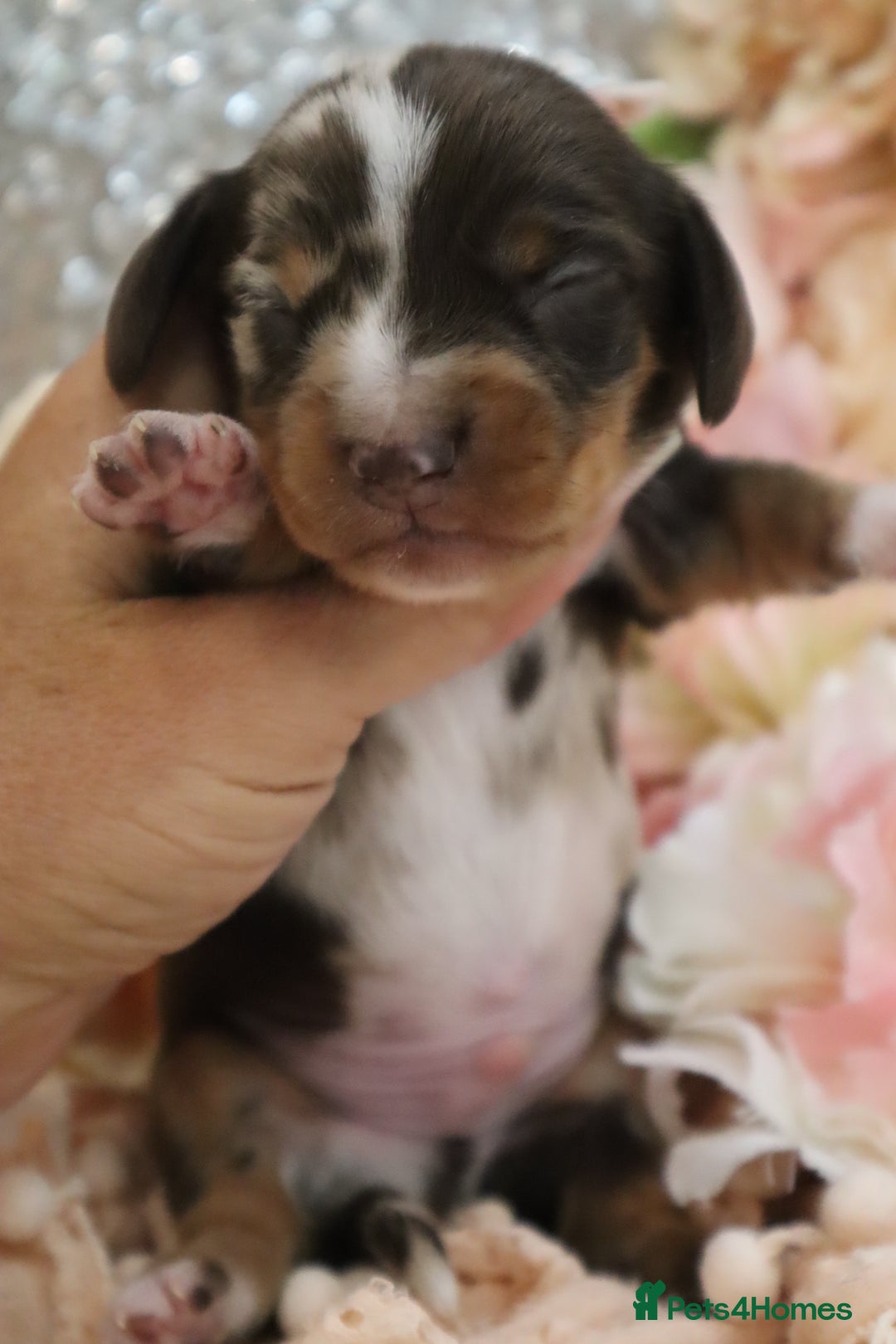 Miniature Dachshund dogs for sale: KC Miniature Dachshund Puppies - Image 6