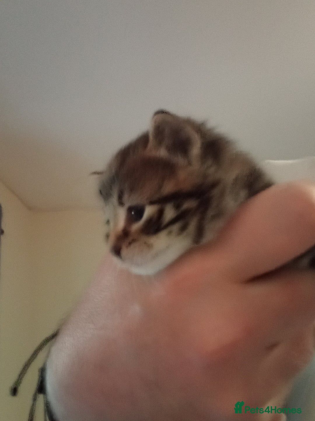 Maine Coon cats for sale: Kittens for sale  - Advert 2