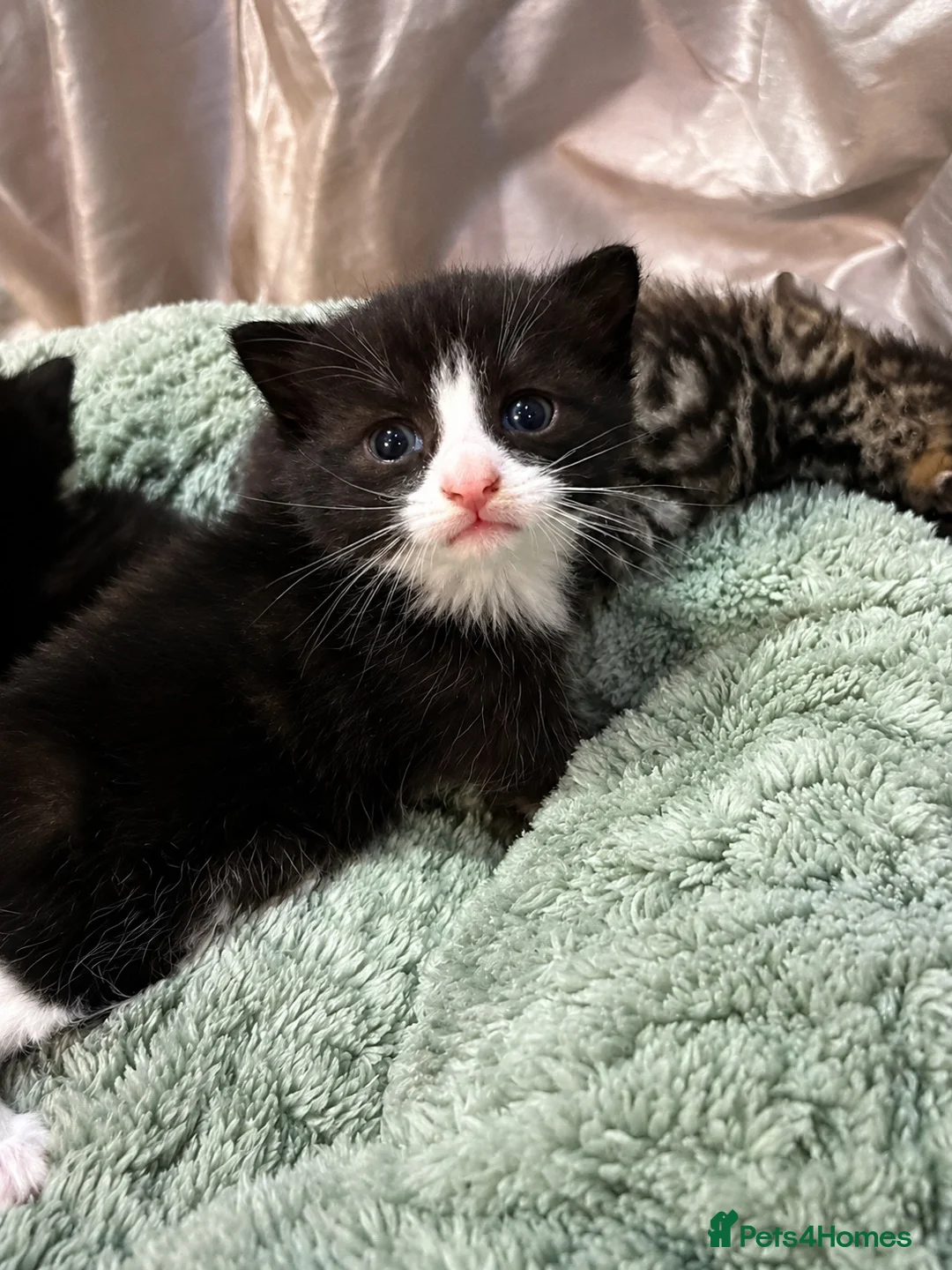 Mixed Breed cats for sale: Kittens - Advert 17