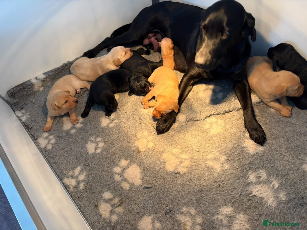 Labrador Retriever dogs for sale: KC REG Yellow/fox red and Black Labrador puppies  - Advert 30