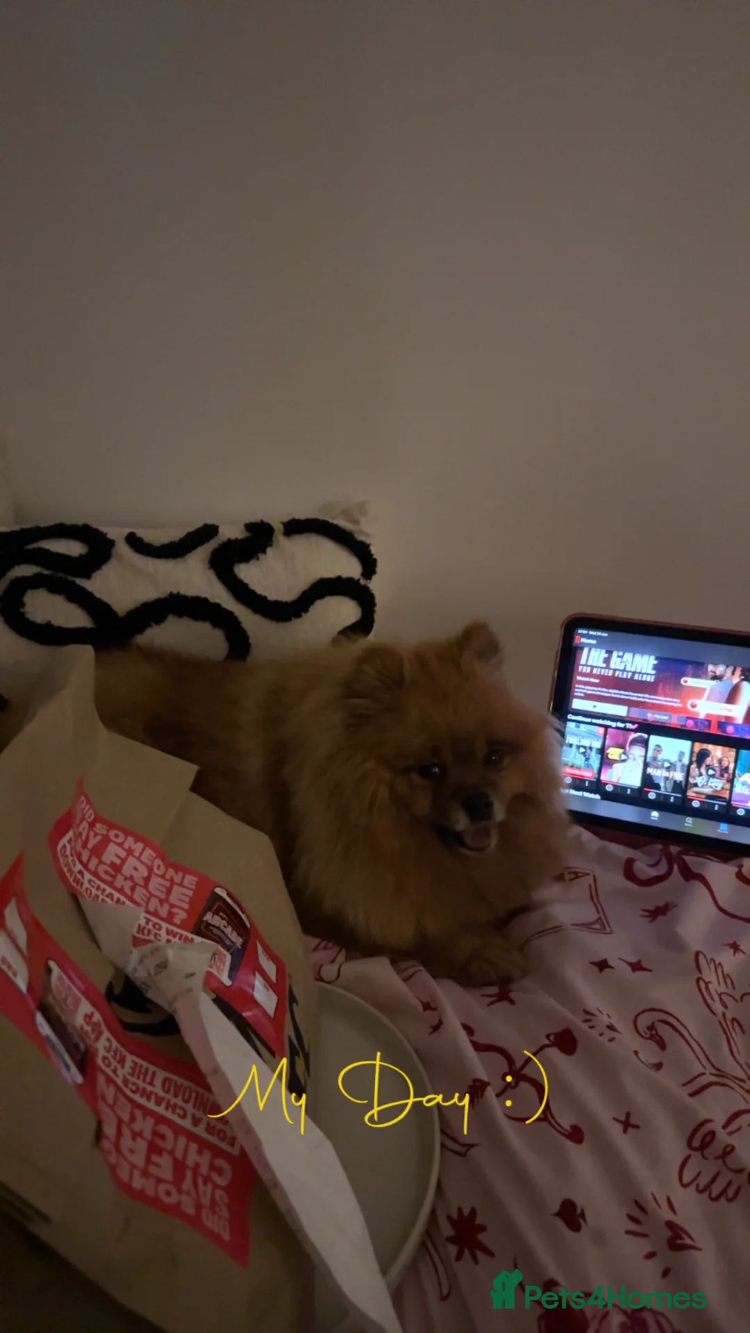 Pomeranian dogs for sale: Dolce Pomeranian  in Northampton - Advert 4