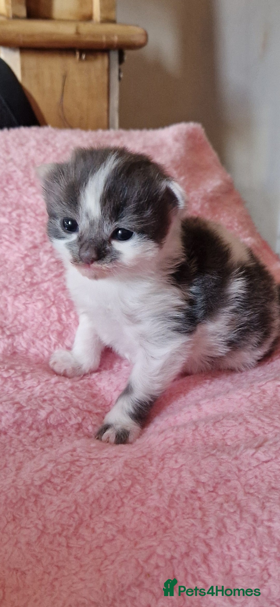 Mixed Breed cats for sale: Beautiful kittens  - Image 14