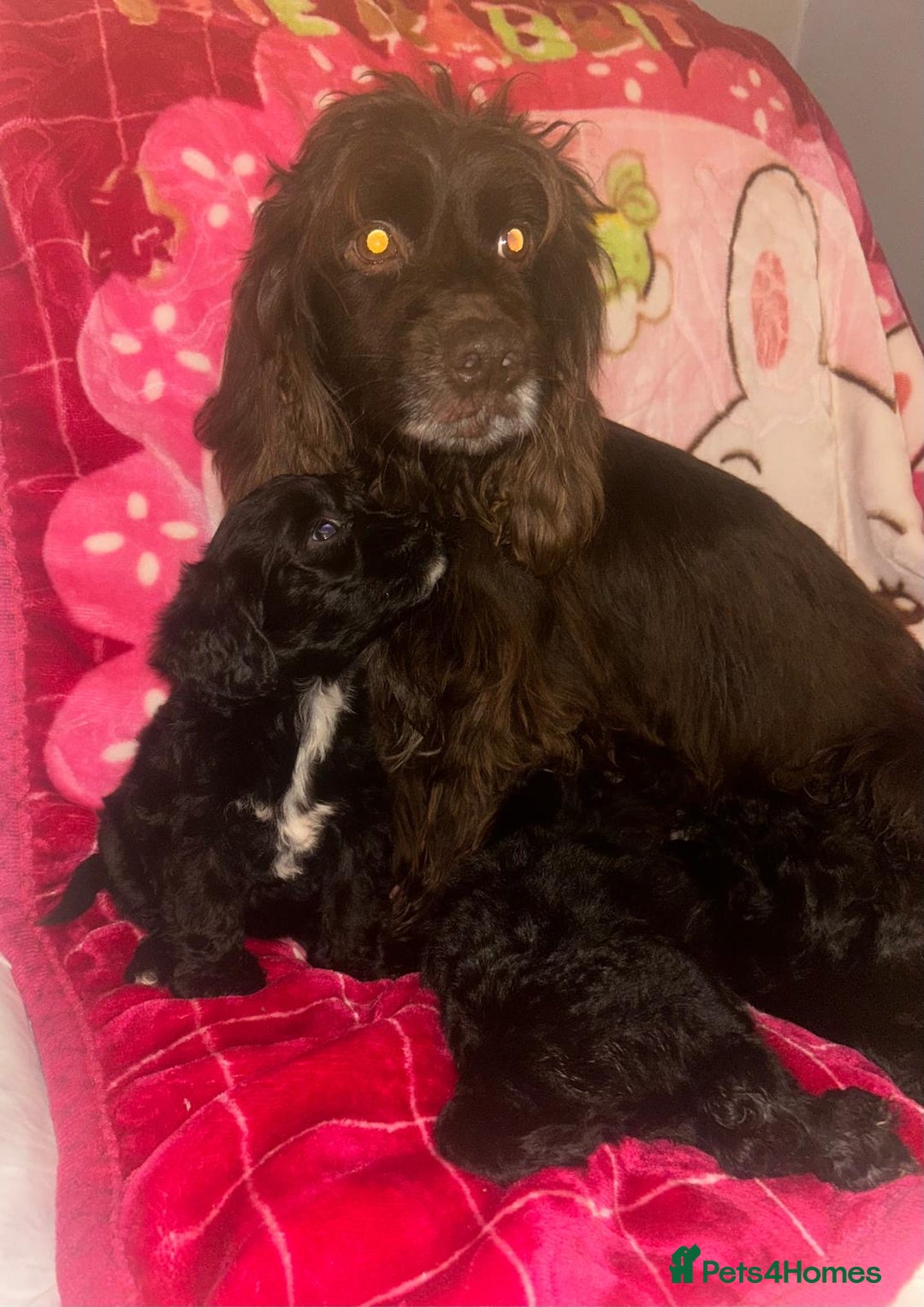 Cockapoo dogs for sale: 3 cockapoo puppies  - Advert 7