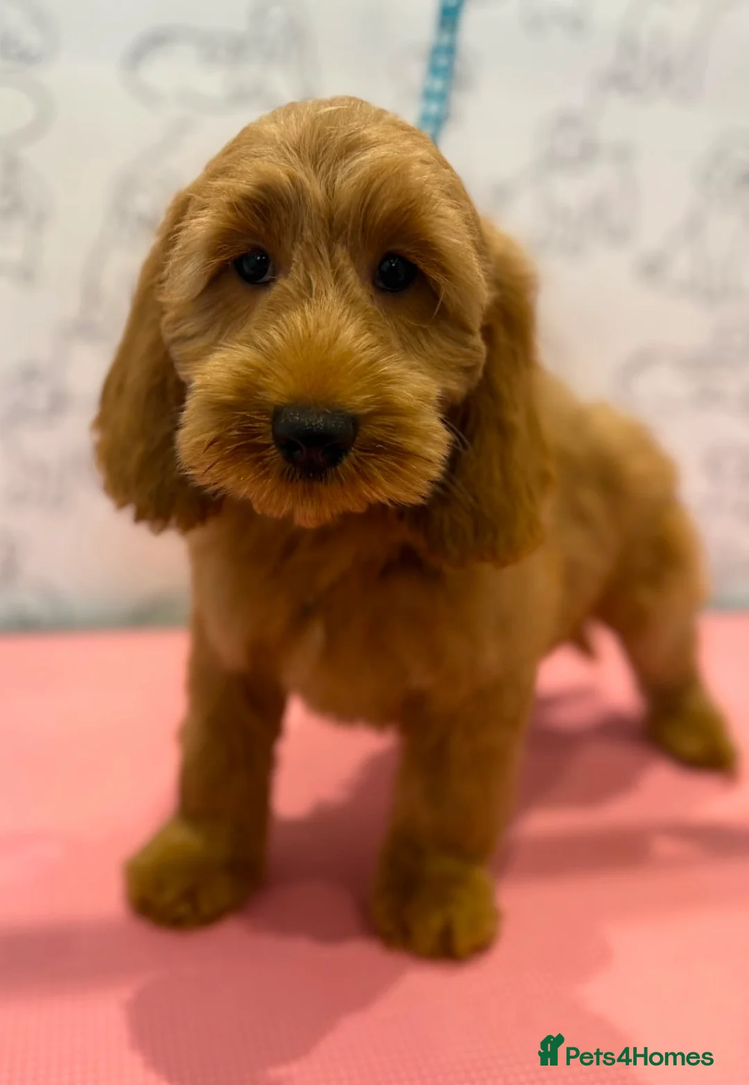 Cockapoo dogs for sale: 💜💛🧡Stunning Cockapoo's READY NOW 🧡💛💙 - Advert 2