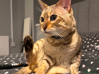 Bengal cats Snow bengal - Advert 3