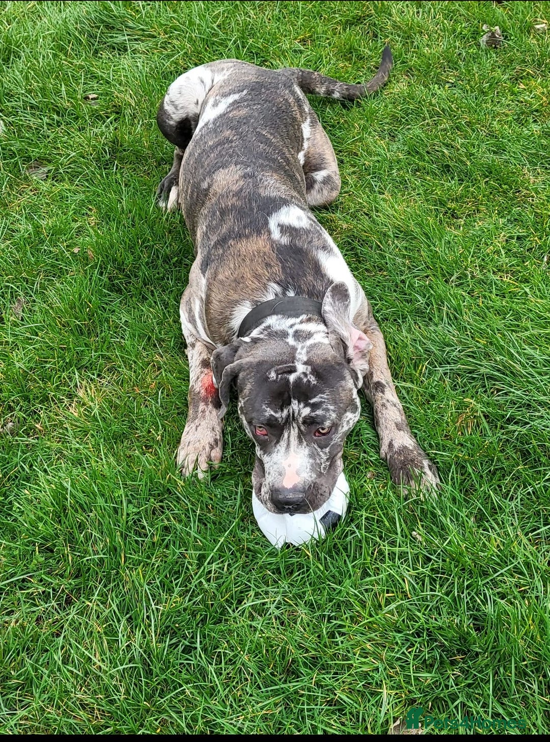 Mixed Breed dogs for adoption: Blue (Cane Corso mix) - Image 9