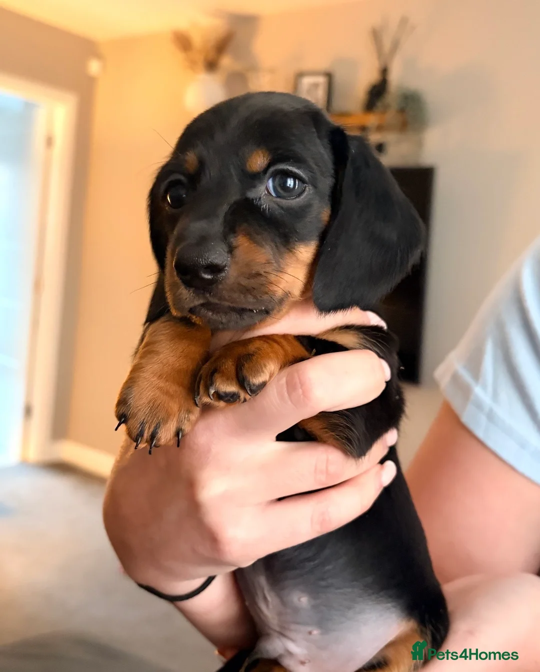 Miniature Dachshund dogs for sale: 2 beautiful miniature dachshunds  - Advert 2