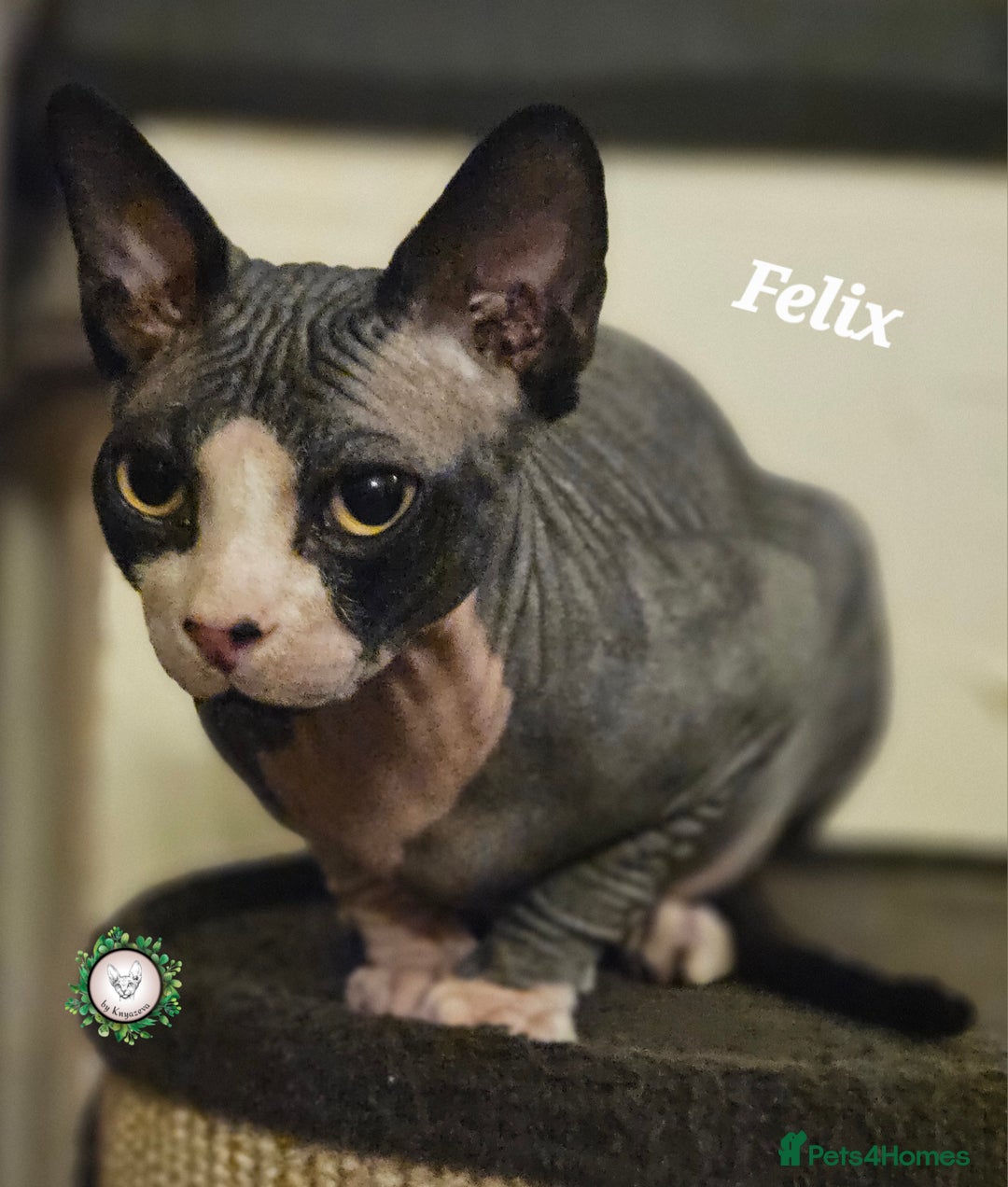 Sphynx cats for sale: Adorable Canadian Sphynx – Champion Bloodline - Advert 6