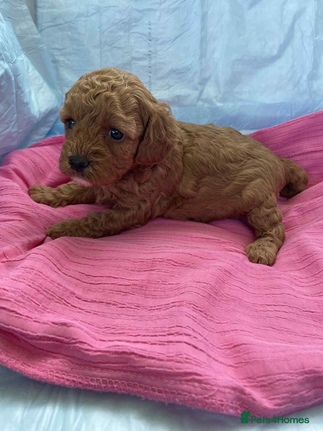 Cavapoo dogs for sale: Cavapoo puppies boys and girls available - Image 6