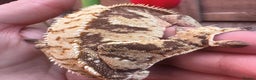 Gecko reptiles for sale: 2 quality crested gecko males  - Advert 6