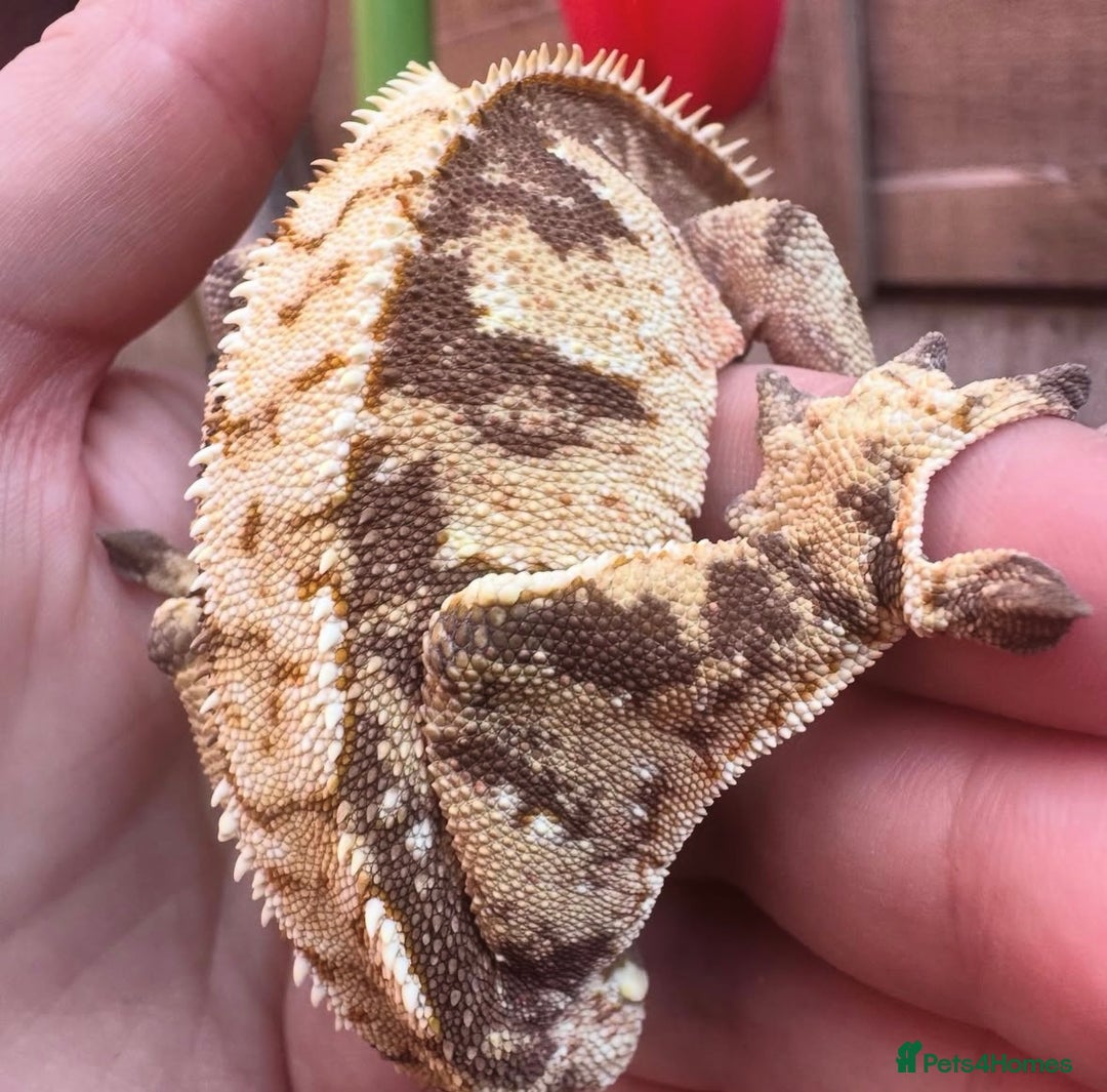 Gecko reptiles for sale: 2 quality crested gecko males  - Image 6