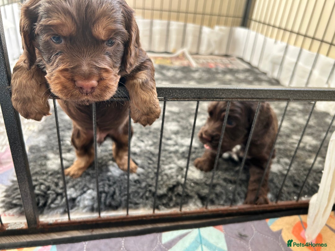 Cocker Spaniel dogs for sale: Beautiful cocker spaniel pups  - Advert 17