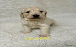 Goldendoodle dogs for sale: 💛F1 Castlecorrie Goldendoodle💛 - Advert 12