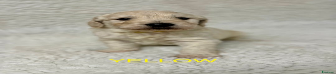 Castlecorrie Yellow Ribbons