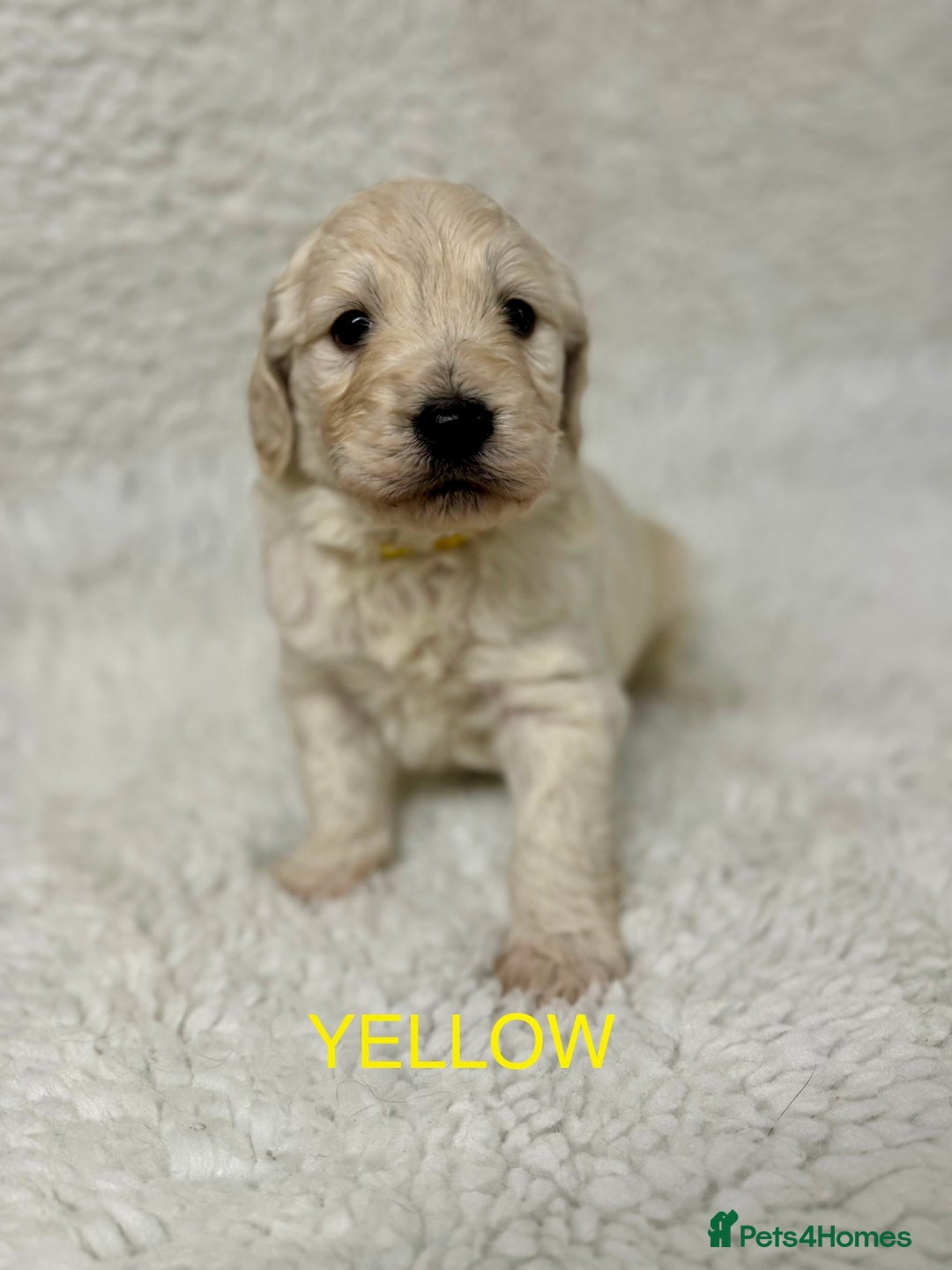 Goldendoodle dogs for sale: 💛F1 Castlecorrie Goldendoodle💛 - Advert 12