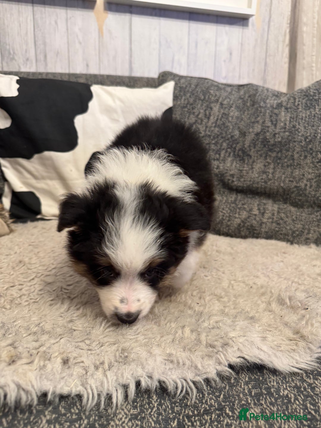 Border Collie dogs for sale: Pure Bred Border Collie Puppies For Sale - Advert 33