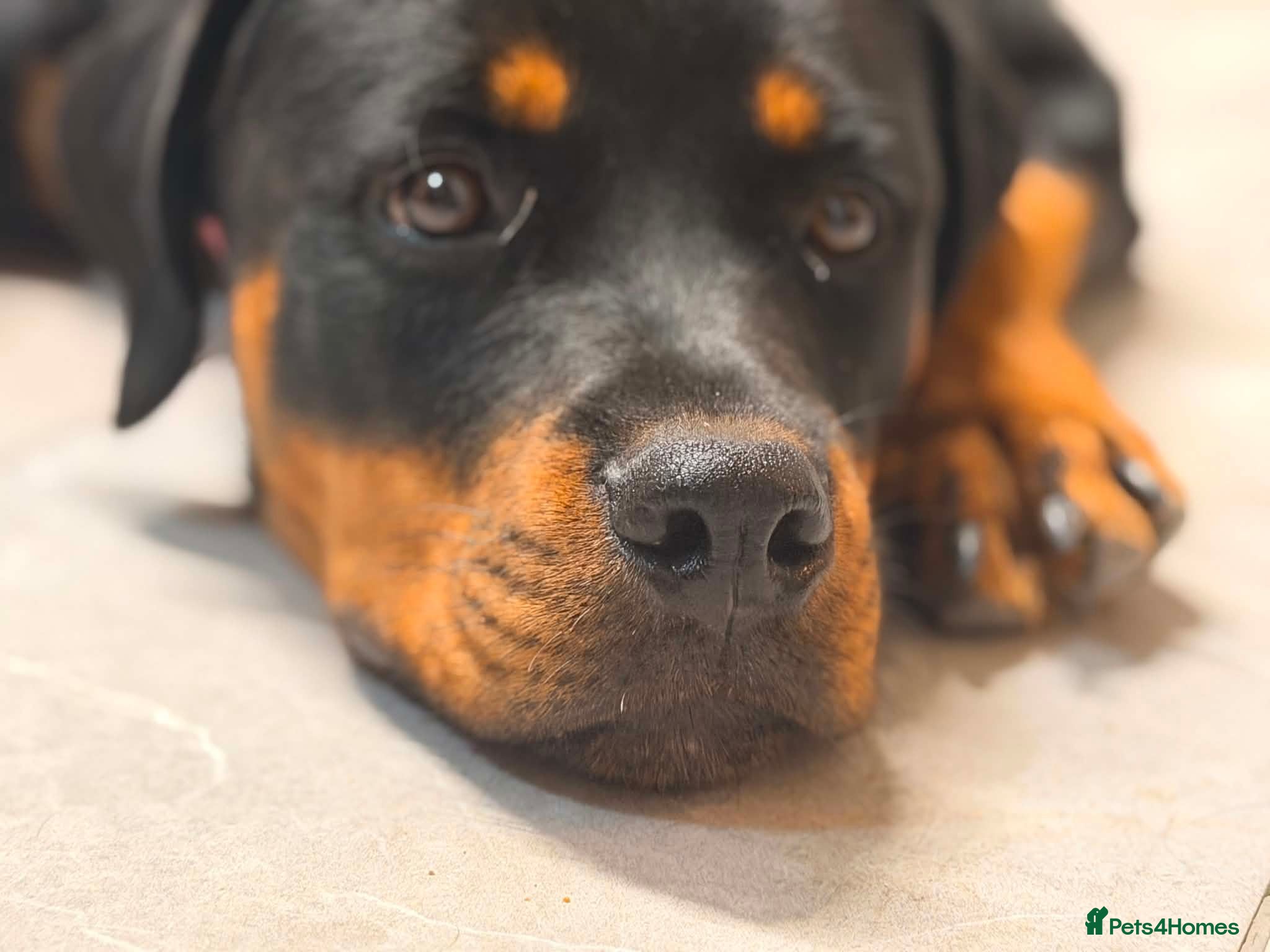 Rottweiler dogs Stunning Rottweiler female - Advert 1