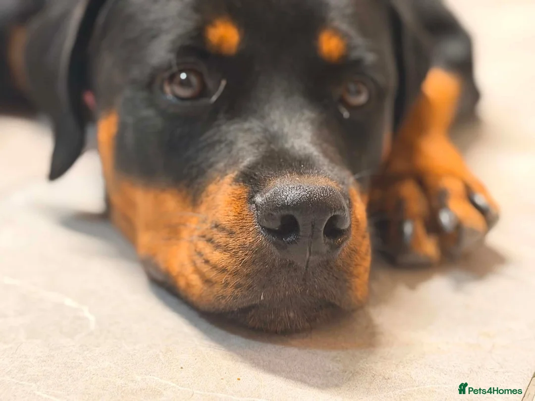 Rottweiler dogs for sale: Stunning Rottweiler female in Littlehampton - Advert 1