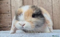 Mini Lop rabbits for sale: Mini lop baby boy  - Image 1