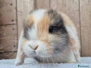 Mini Lop rabbits - Advert 8