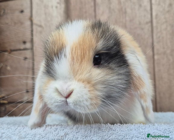 Mini Lop rabbits - Advert 15