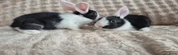 Mini Lop rabbits for sale: Mini lops beige / grey / black / white - Advert 9